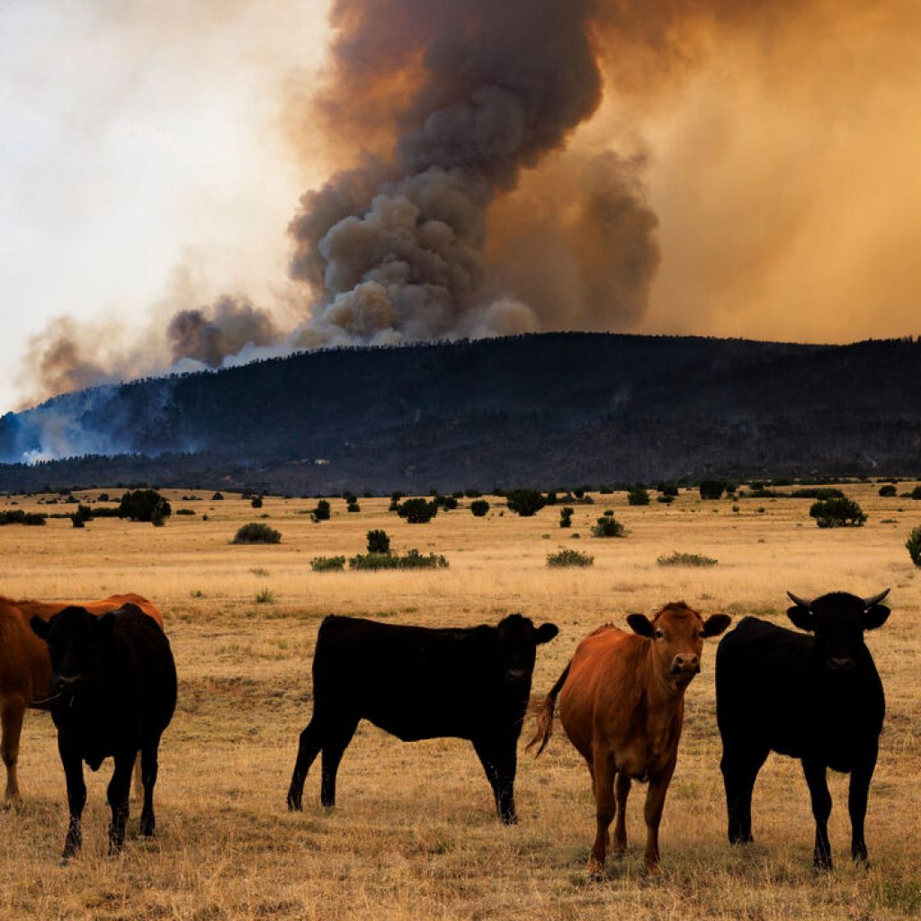 The World Bank has ditched its climate targets Cows stand in a field as the Aspen Acres fire burns in the background - Colorado City, Colorado, USA.