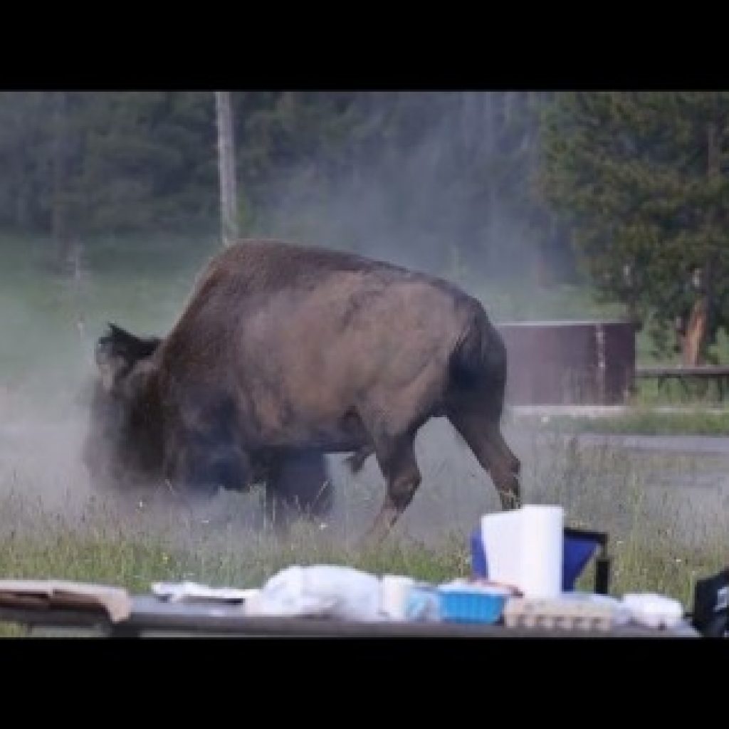 Bison Launches Grandpa 8 Feet In The Air In Yellowstone
National Park