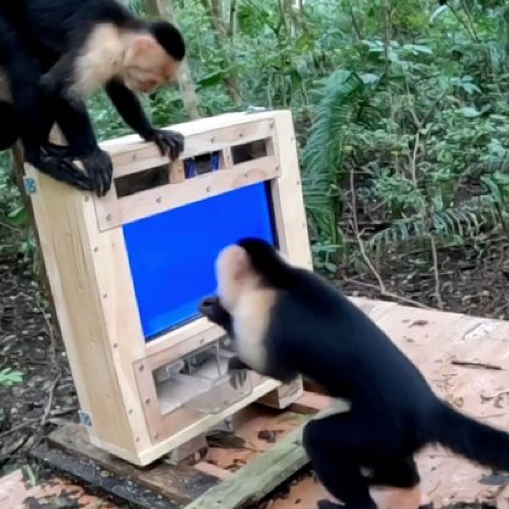 AI isn’t just being forced on us. Even forest monkeys are
now a test audience in the name of science