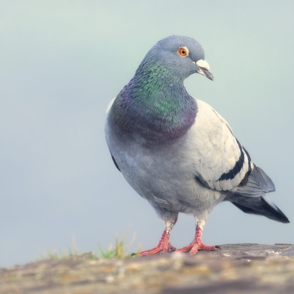 ‘Slow-cial’ app Roost forces you to slow down to the speed
of a carrier pigeon