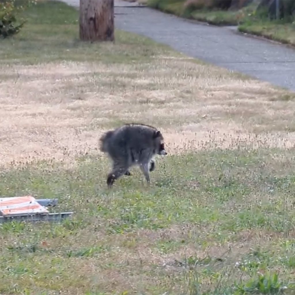 Jimothy the raccoon has a rare spinal condition. Here’s what
that means.