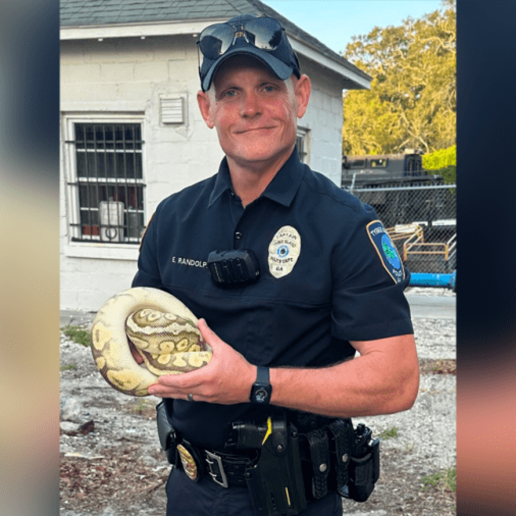 Tybee Island police looking for the owner of missing
python