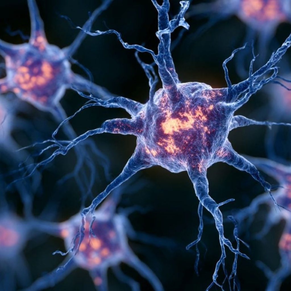 XL20 Crosses Blood-Brain Barrier to Shield ALS
Neurons