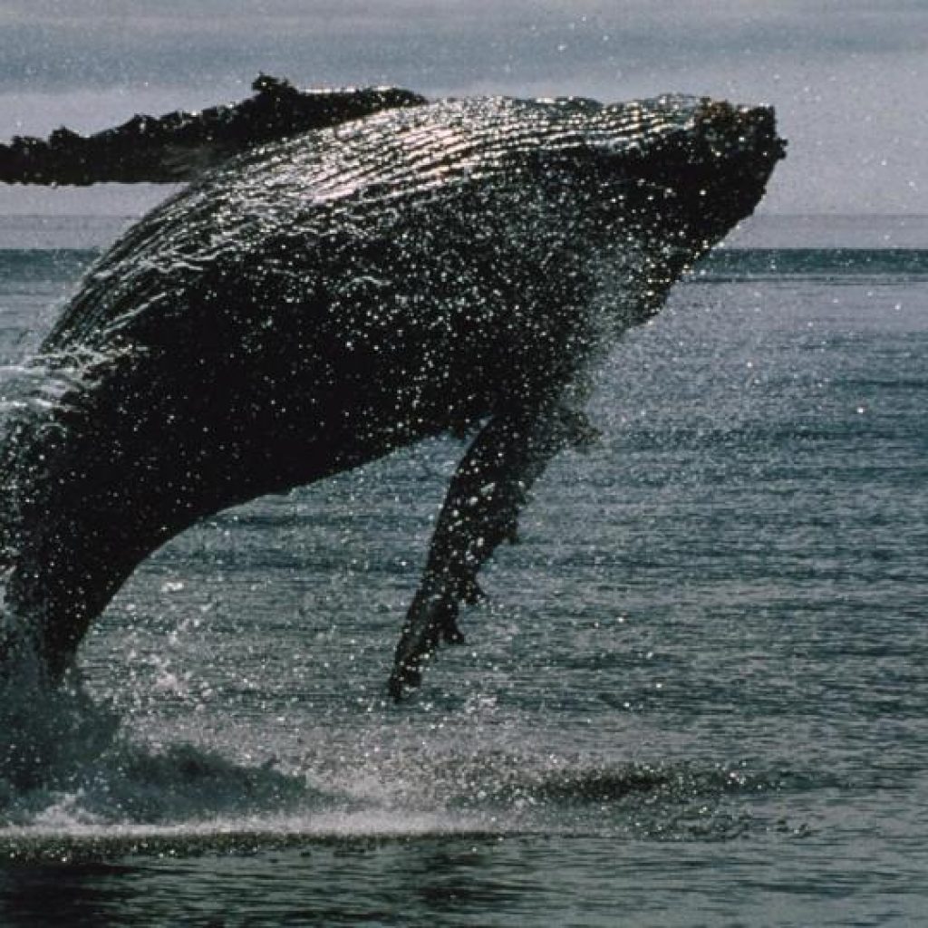 Bitcoin whales bought $16.7 billion of bitcoin in 2 weeks
even as ETFs bled a record $4 billion