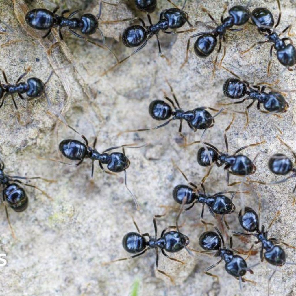 Michelin-starred restaurateur faces jail for using ants as
dessert garnish
