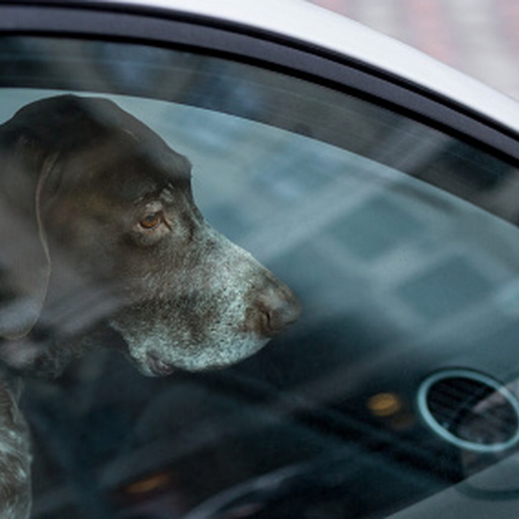 These States Have Rules In Place That Let You Rescue Dogs
From Hot Cars
