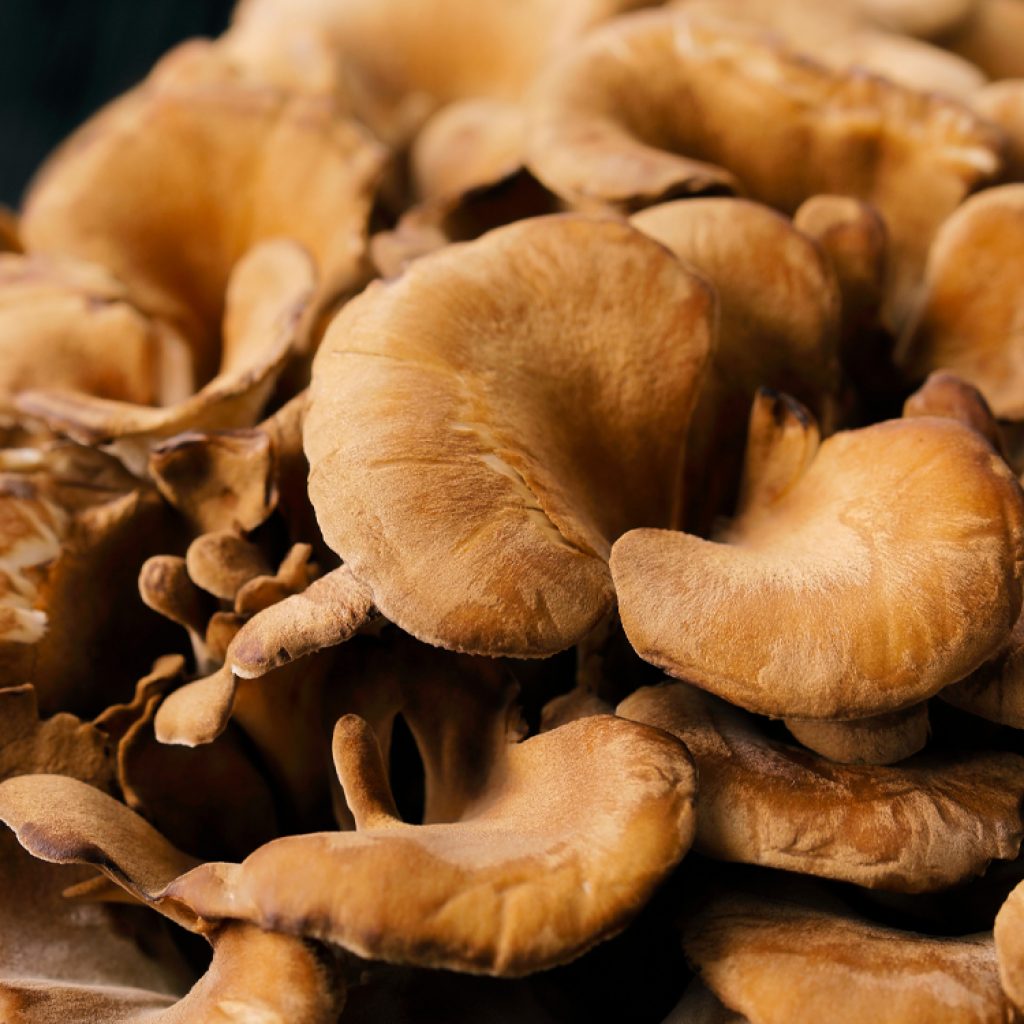 Daily maitake mushroom consumption may boost memory in older adults