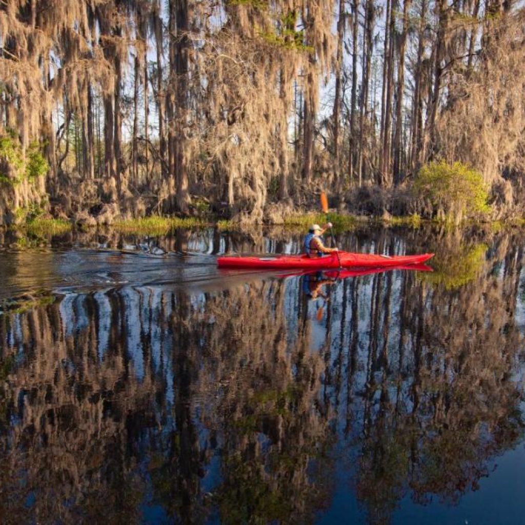 Okefenokee Swamp clinches World Heritage status, officially
joining ranks of top natural wonders