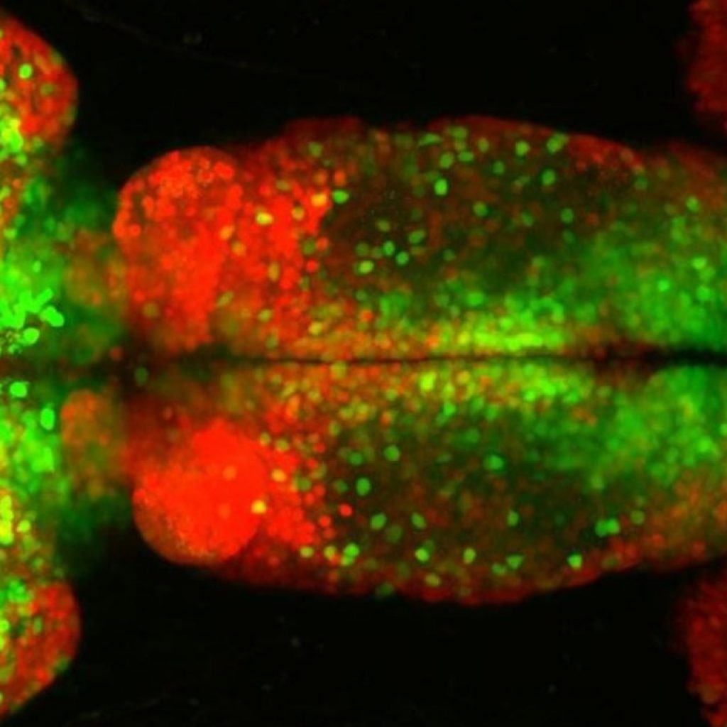 Zebrafish Brain Features Mammalian-Like Sensory
Sorting