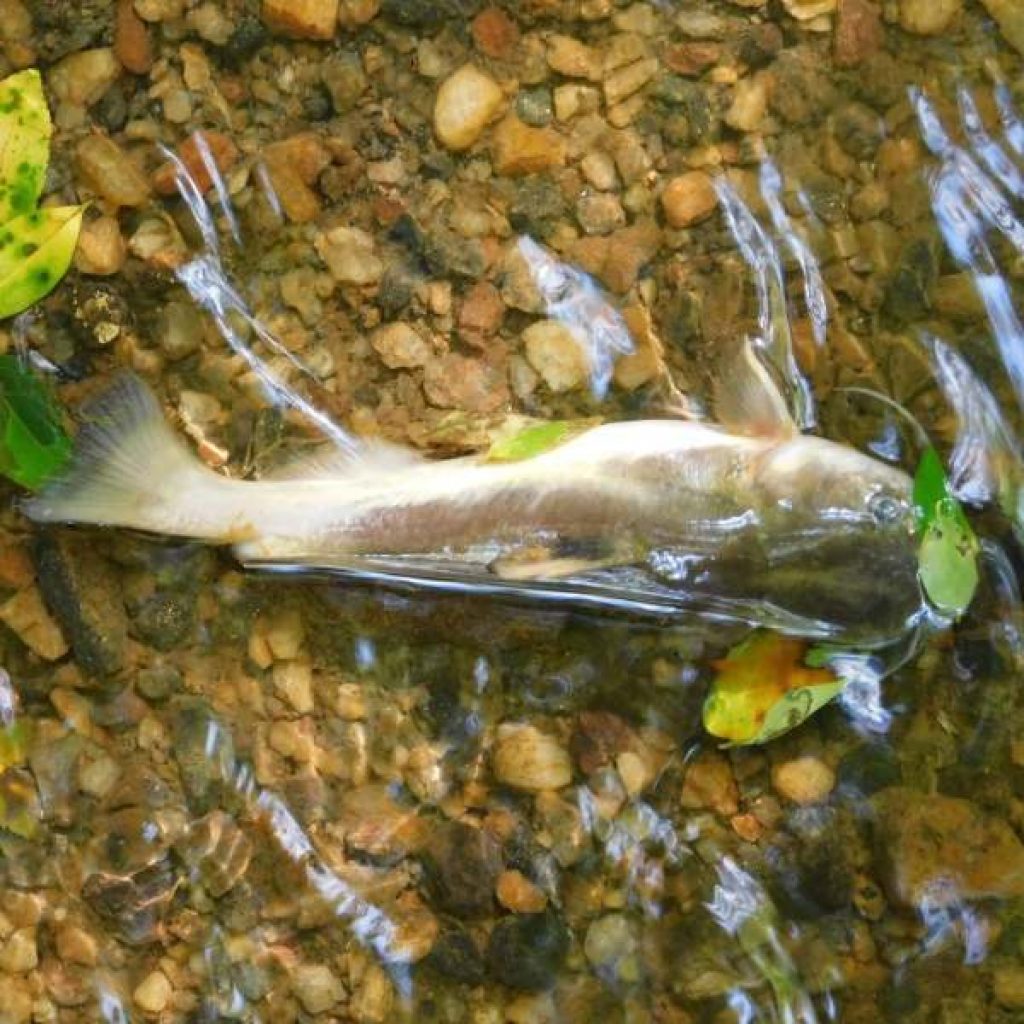 Investigation ongoing into South River fish kill, officials
say no chemical link