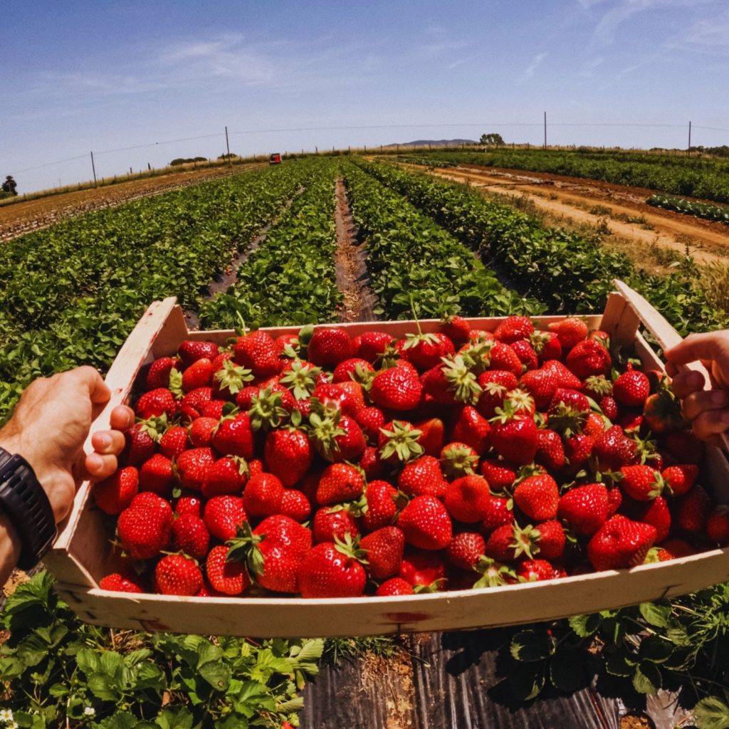 Two Brothers-in-Law Started a Small Strawberry Farm in 1904. It Now Supplies a Third of the World’s Berries.