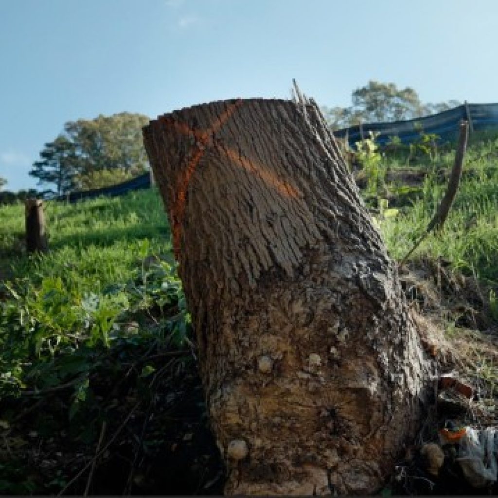 New documentary highlights Atlanta’s alarming rate of tree
loss