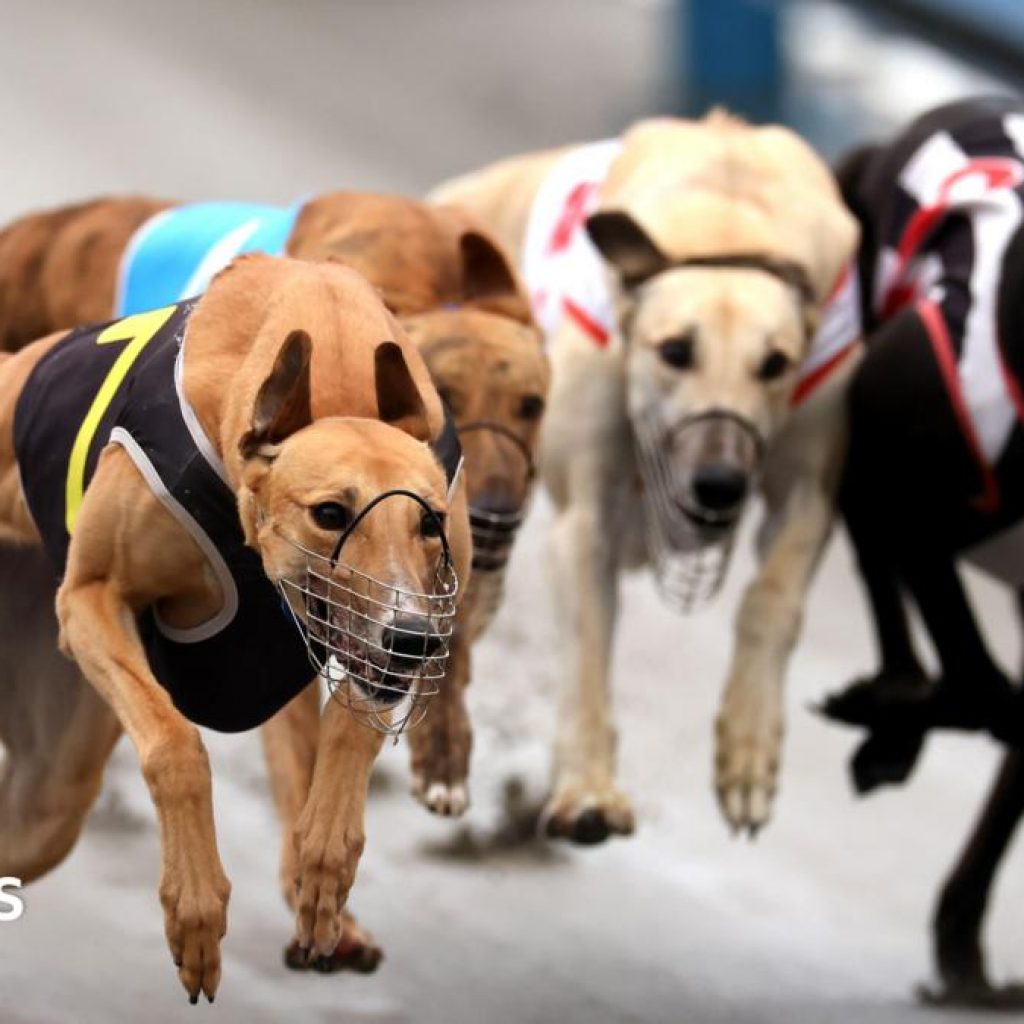 Greyhounds bound for Australia as New Zealand racing ban
takes effect