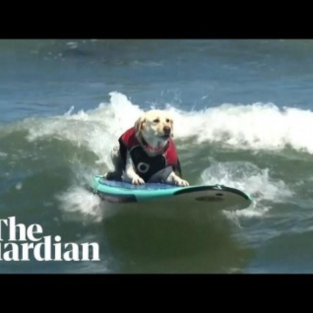 Dog Surfing Competition 2026