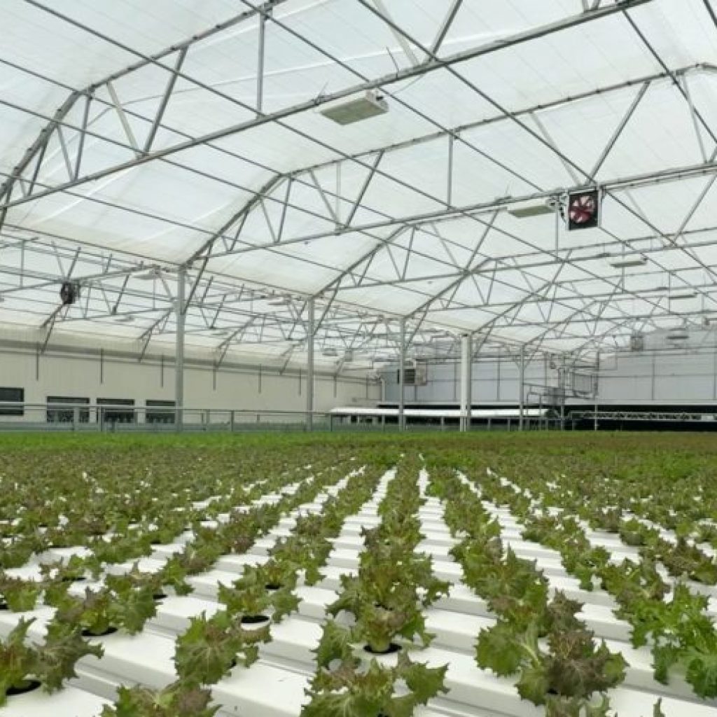 2 cyclospora deaths reported in Michigan