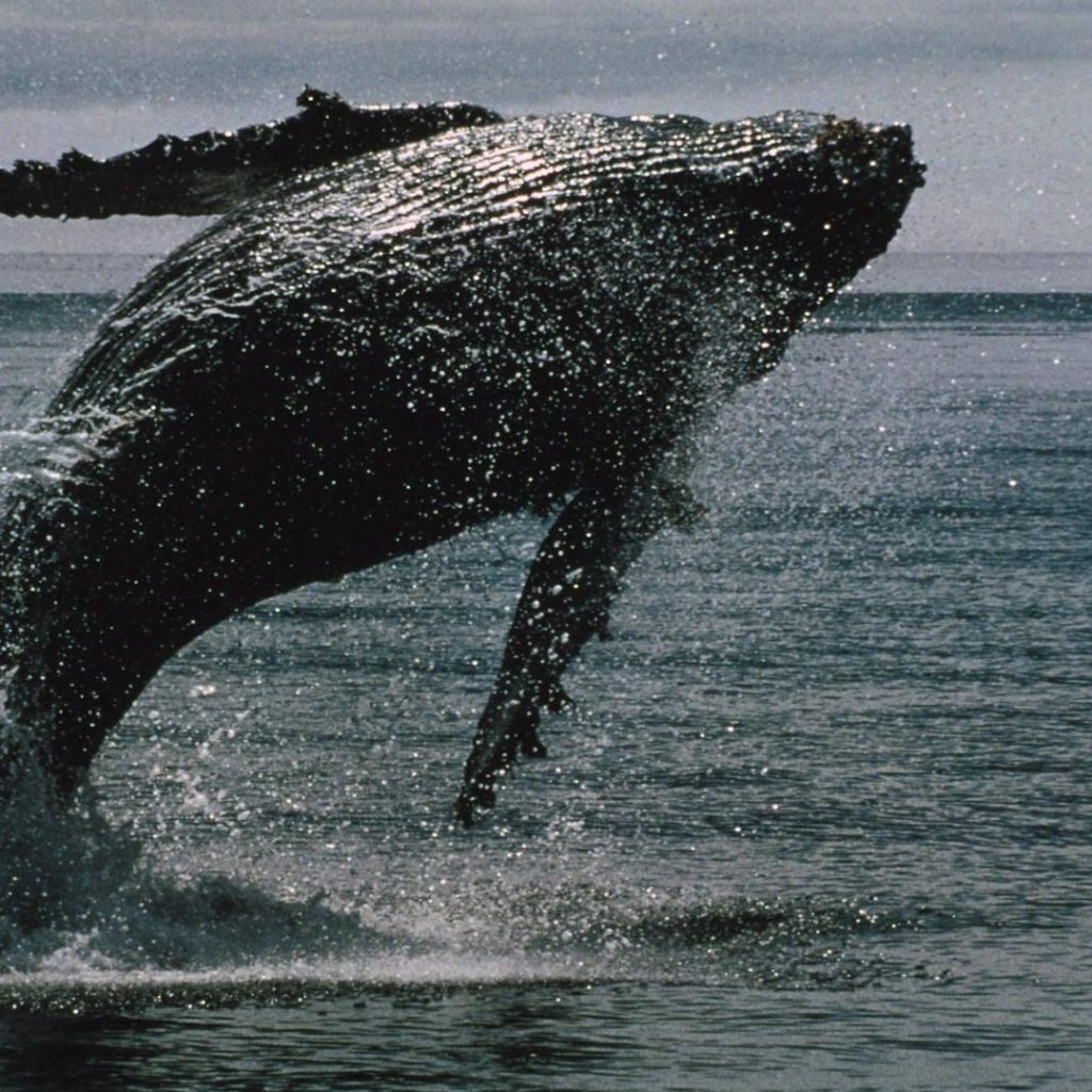 Wall Street is making it easier for bitcoin whales to ditch
self-custody: report