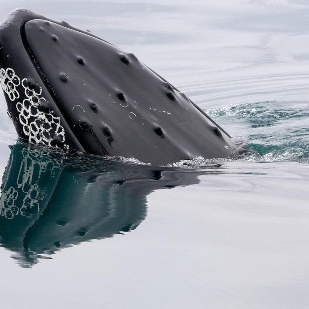 Bitcoin whales load up on $1.2 billion in BTC as ETFs
attract $750 million