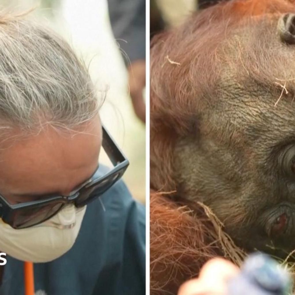 Orangutans in danger as wildfires blaze through
Borneo
