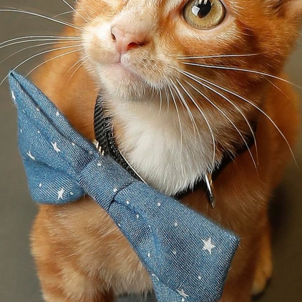 Do you want to name this Georgia kitty?