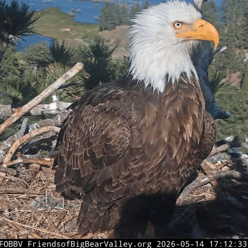 Jackie the bald eagle’s blood values drop again, still in
critical condition
