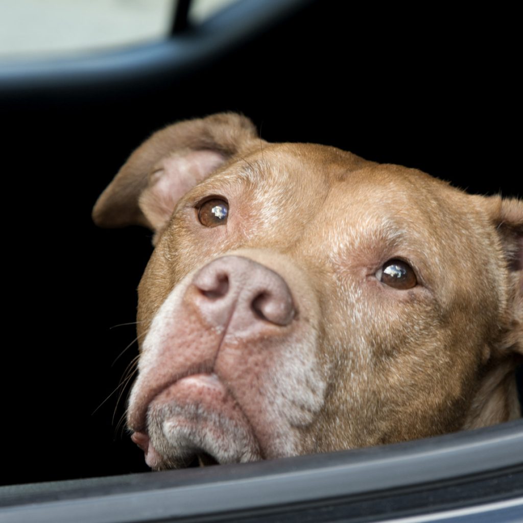 These Are The States With Bans On Leaving Your Dog In A Hot
Car