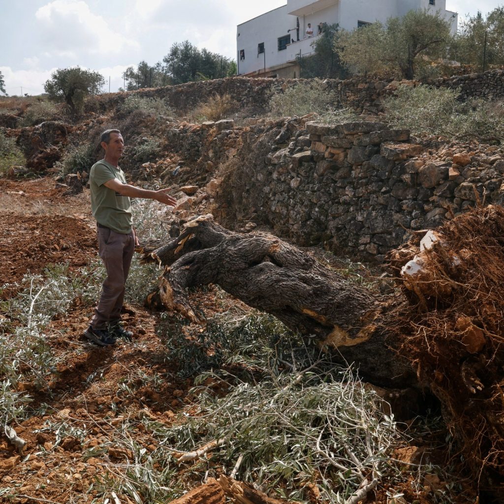 ‘They uprooted it all’: Israel bulldozes Palestinian-owned
olive groves