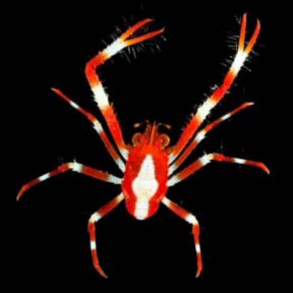 WATCH: Scientists discover dozens of new species in the
Pacific