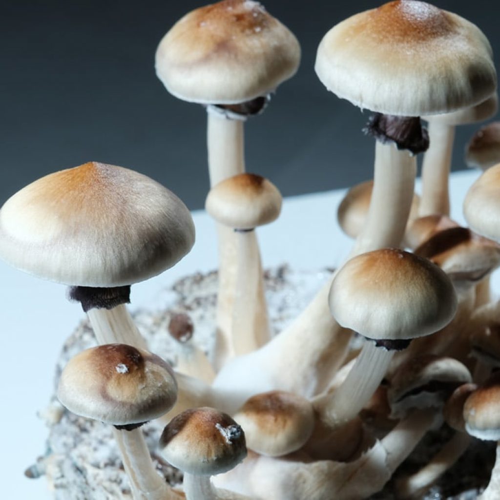 Psilocybin restores social drive in an autism mouse model even under anesthesia