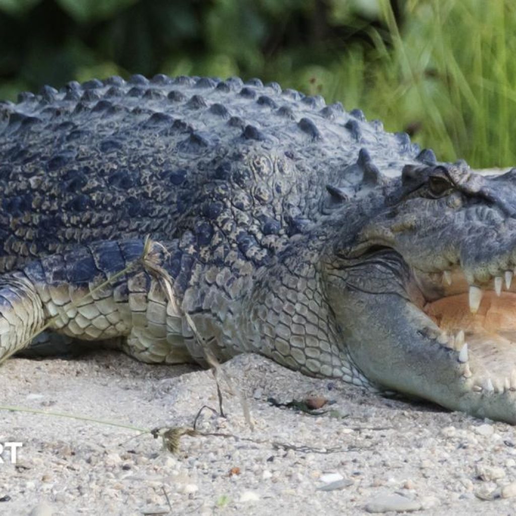 River home to 500 crocodiles chosen as Olympic rowing
venue