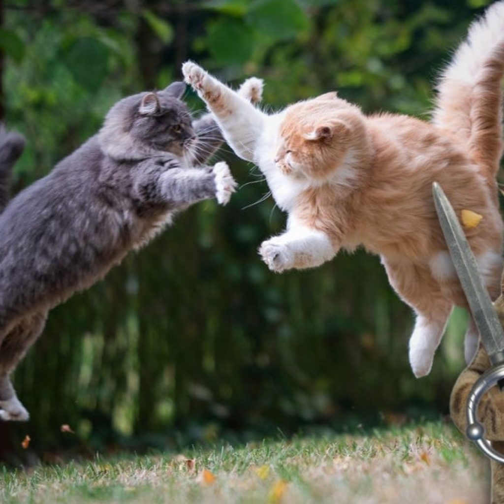 What we’ve been playing – “I curl up on my sofa and breed my
army of battle cats”