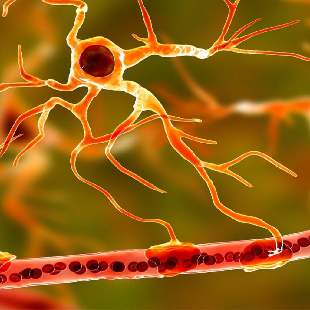 Common artificial sweetener aspartame makes brain cells more vulnerable to stroke damage, mouse study suggests