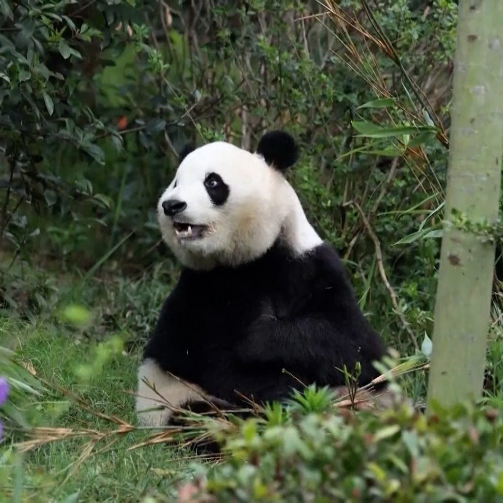 ‘Friendship pandas’ arrive in Atlanta, marking US-China
relations moment