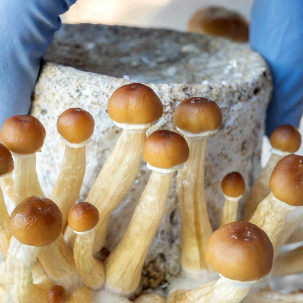 First human trial of psilocin since the 1960s reveals better tolerability than psilocybin
