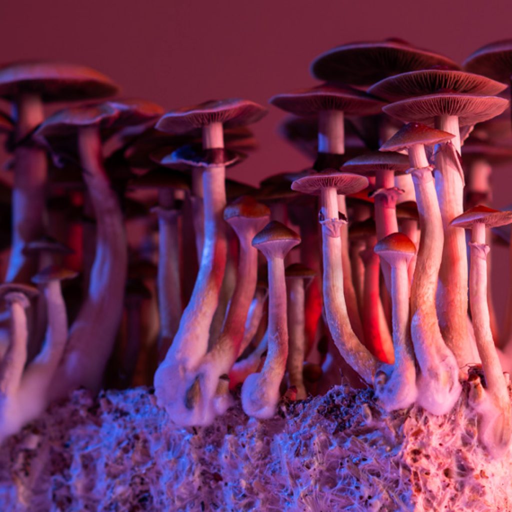 Psilocybin and standard antidepressants both shift the brain away from negative biases