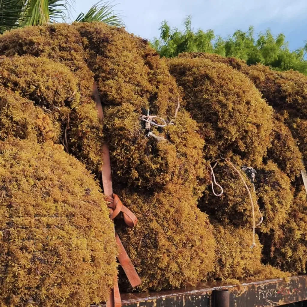 Royal Caribbean Just Removed Nearly 1,000 Tons of Sargassum
From This Coastline in Mexico