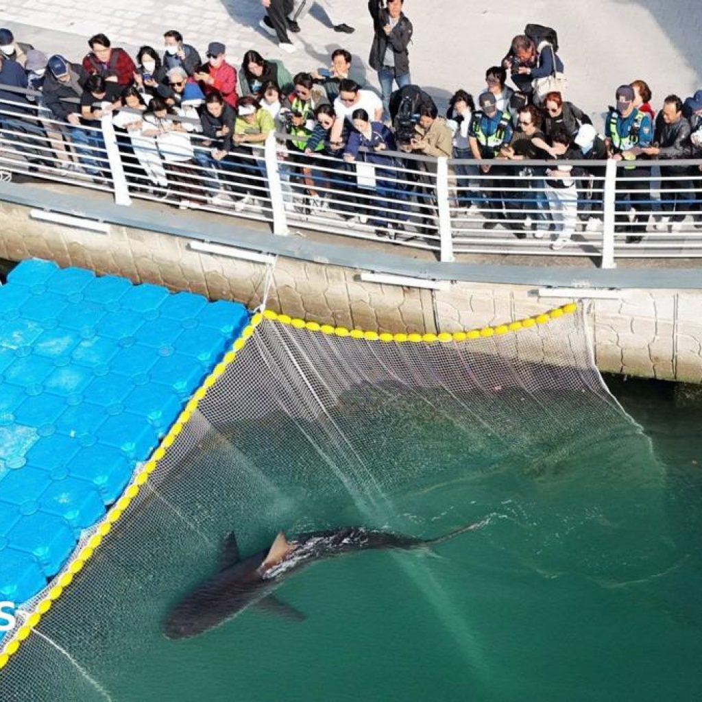 Celebrity shark guided out of South Korea canal refuses to
swim out to sea
