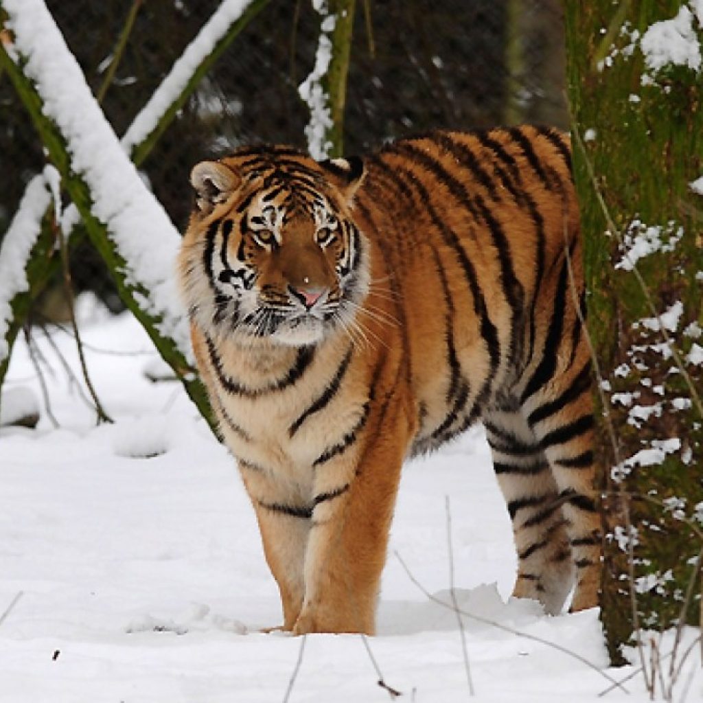 Man dies after entering tiger enclosure at England wildlife
park