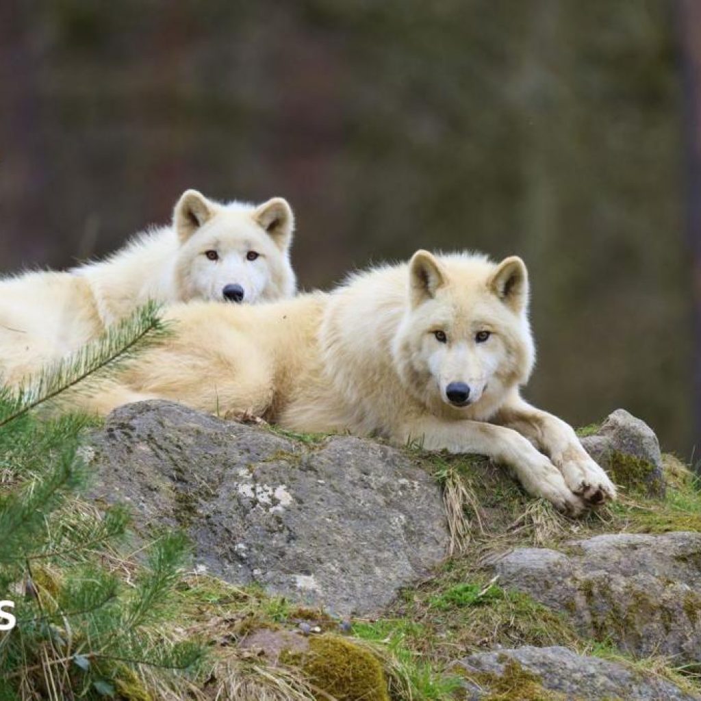 Girl seriously injured in wolf attack at German wildlife
park