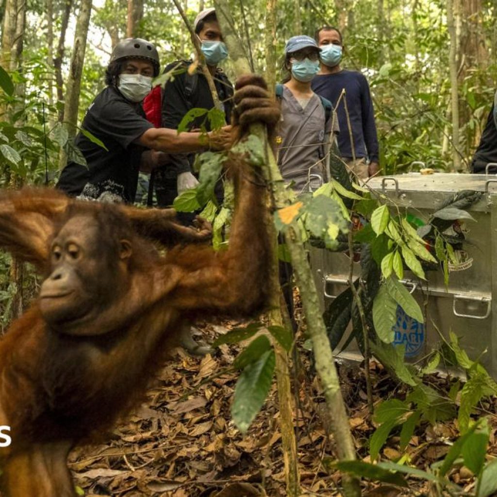 Orangutans released back into Borneo forest after
devastating fires