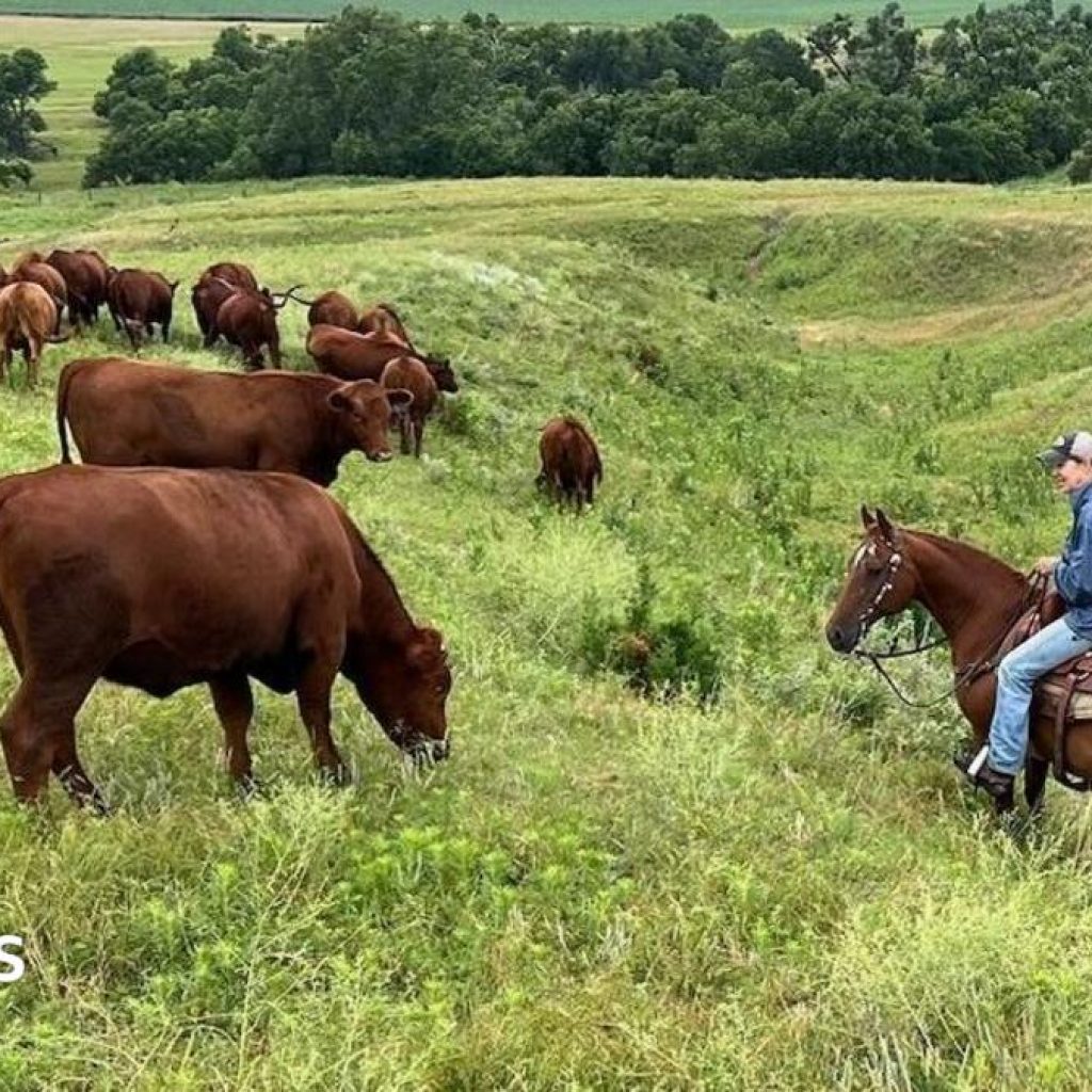 American ranchers wrestle with soaring costs – and their
loyalty to Trump