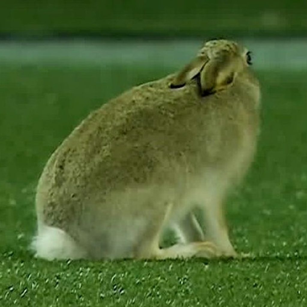 Furry friends make unscheduled CFL debut at Stampeders
game