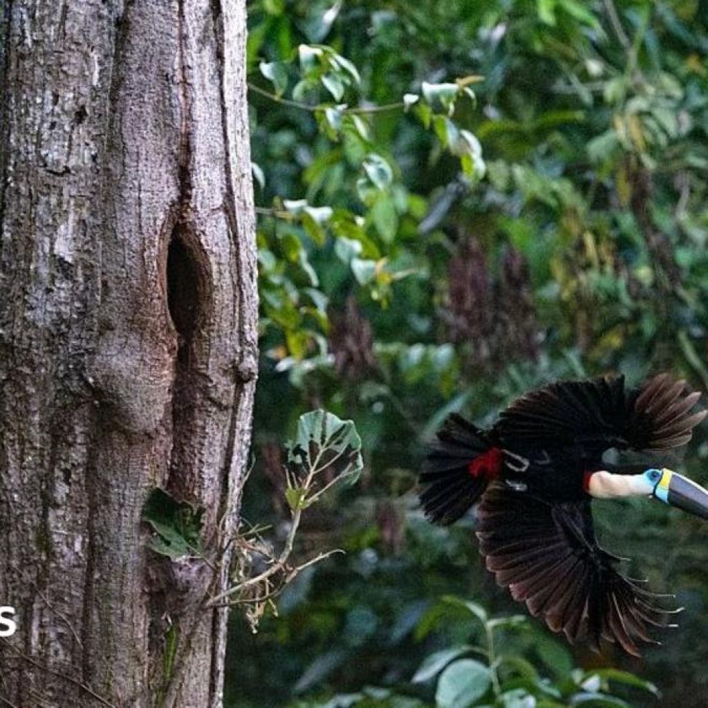 Brazil sees record fall in Amazon deforestation as key
election looms