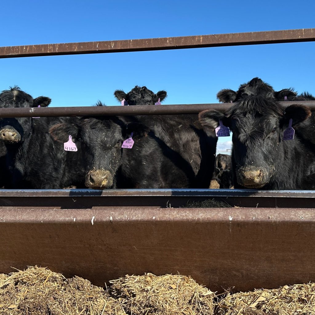 Trump’s tariff pause angers some US ranchers, boosts
Brazilian beef imports