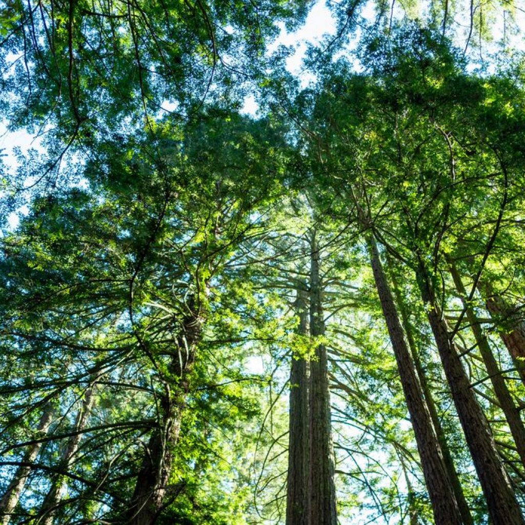 California’s Tallest and Most Iconic Trees Are Getting
Heatstroke