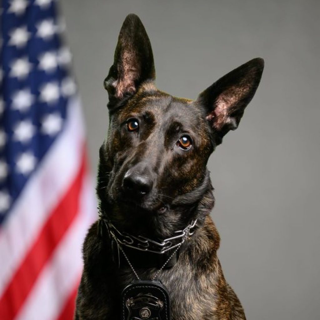 Ranger, Dunwoody’s first K-9 officer, has died