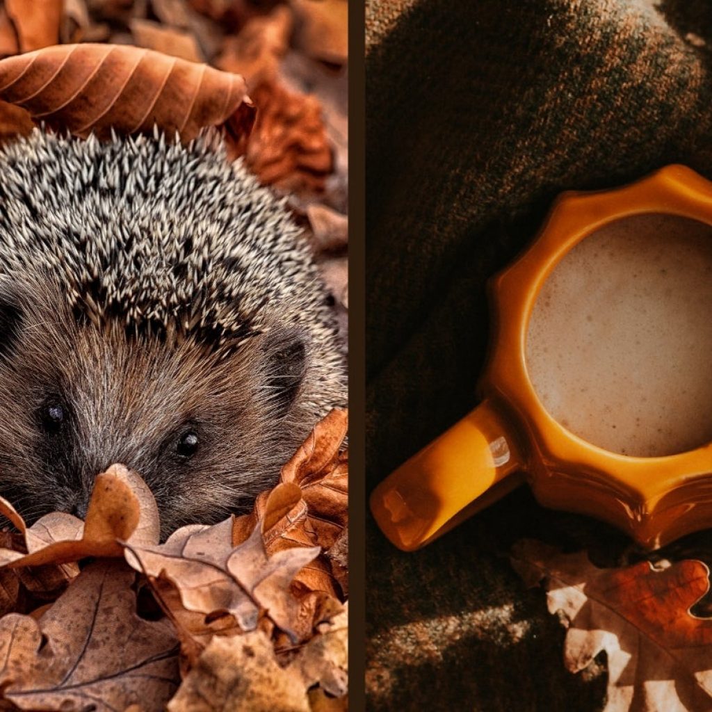 Which Fall Hot Beverage Are You?