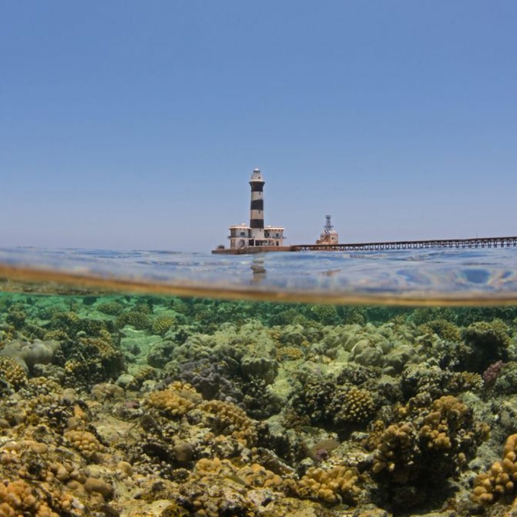 Egypt’s Climate-Resilient ‘Super Corals’ Are Starting to
Feel the Heat