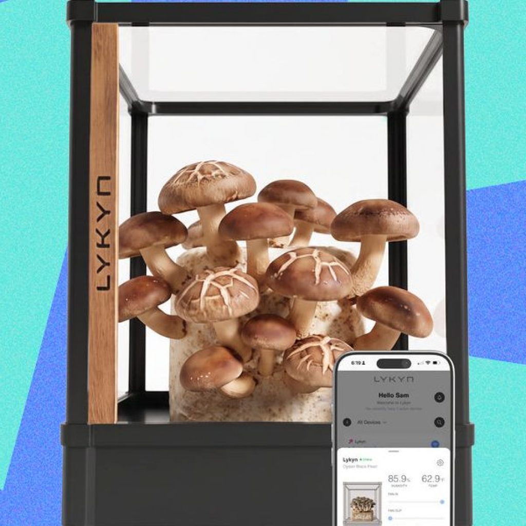 Lykyn Review: A Mushroom Garden Worth Showing Off