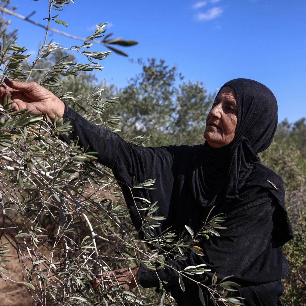 Israeli settlers take Palestinian olives, and their harvest
traditions