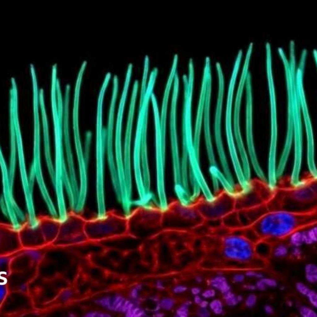Prize-winning image which sparked backlash was AI-generated,
Nikon rules